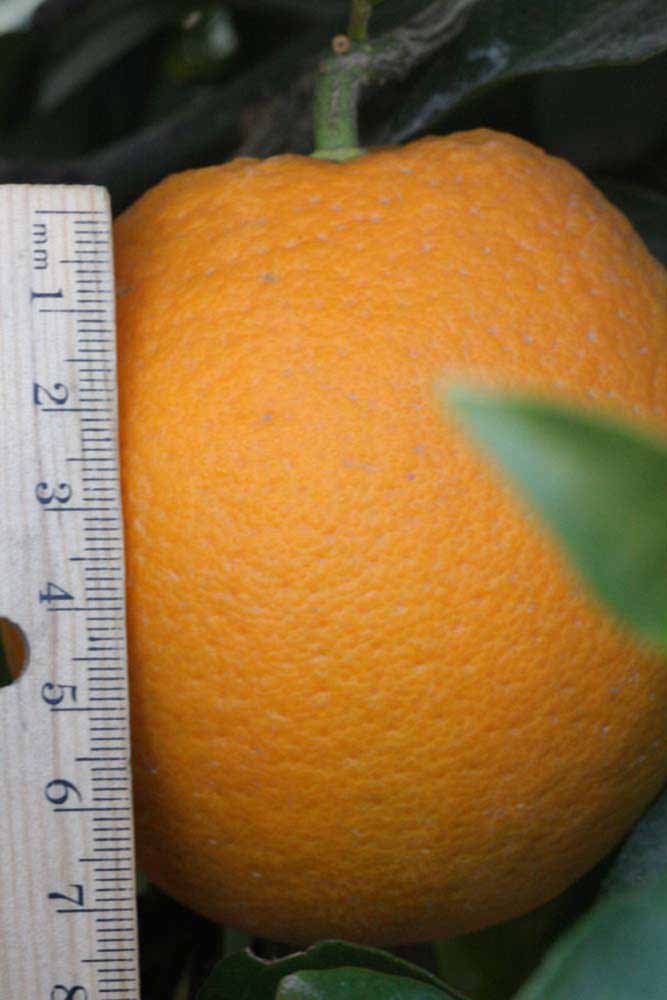              Fruit (Boukhobza, Riverside, CA)       